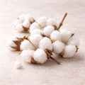 Parfum voile de coton pour bougie sablée Maison Charlee